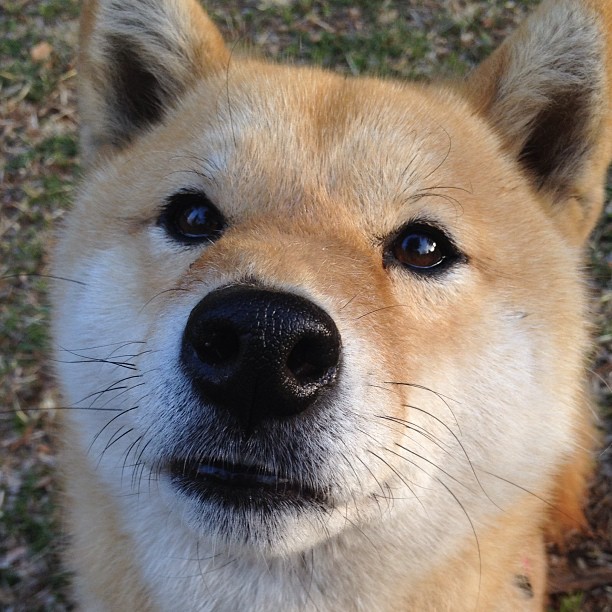 穆勒独臂擎天扛起德意志战车，苏格兰铁血突围映衬阿尔及利亚悲情